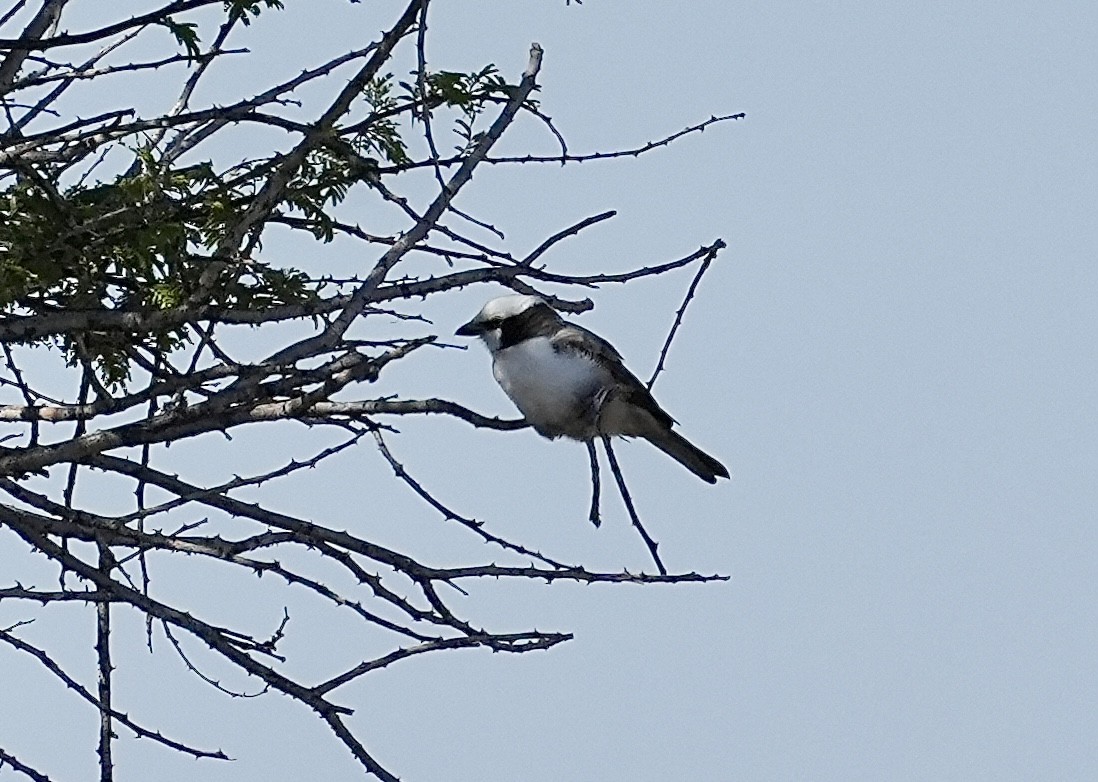 White-crowned Shrike - ML619265752