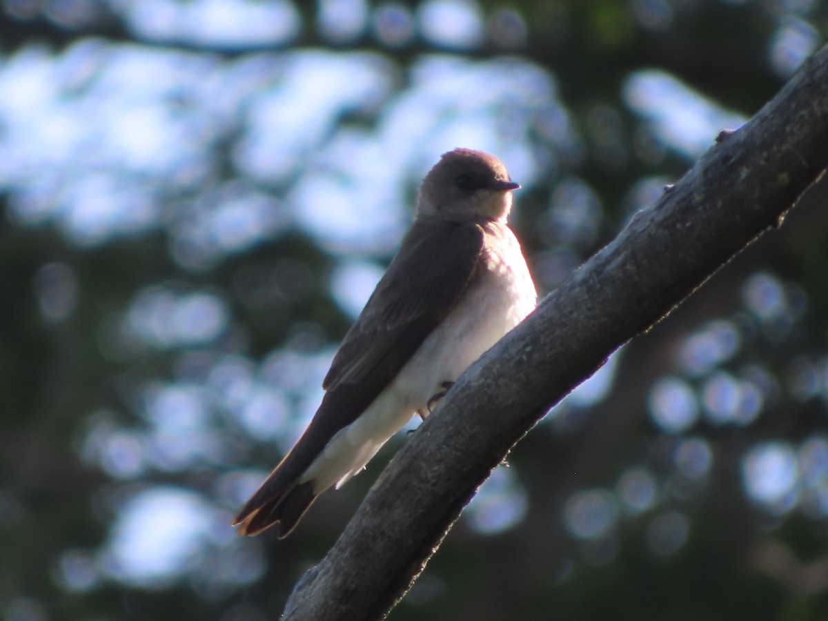 Northern Rough-winged Swallow - ML619265764