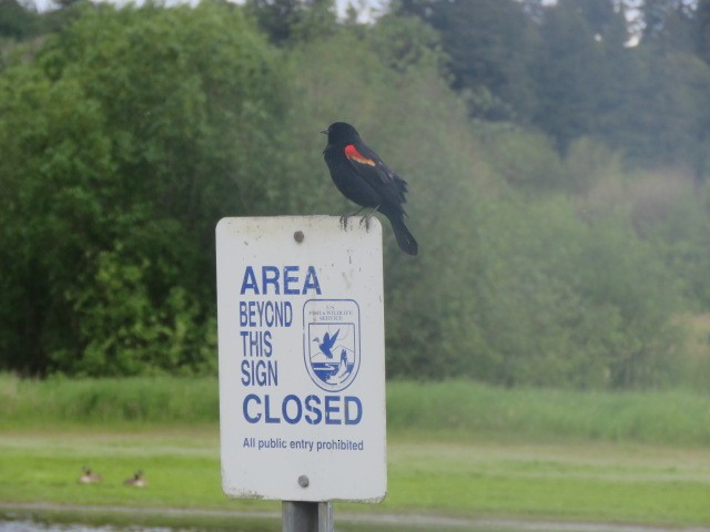 Red-winged Blackbird - ML619265772