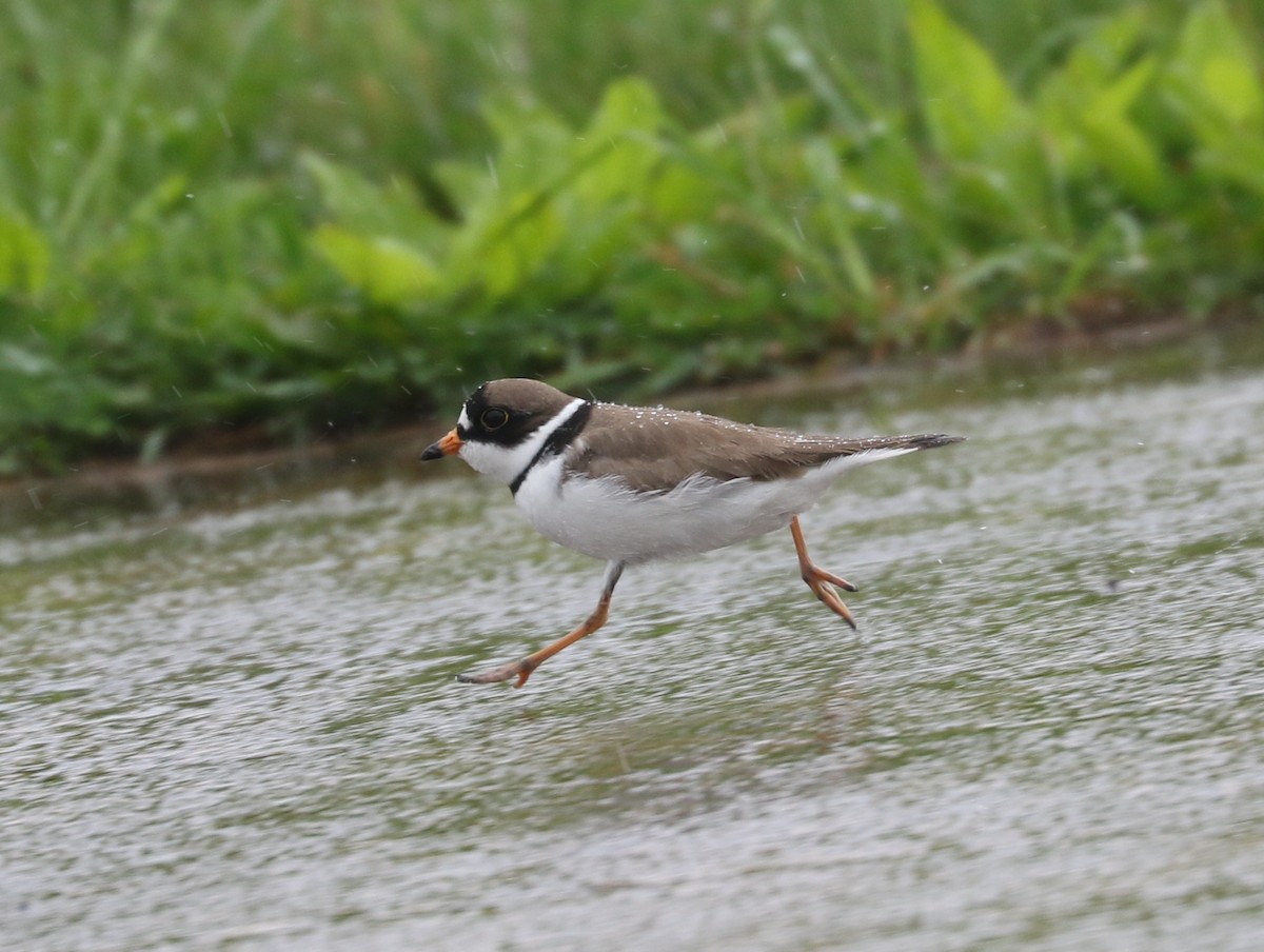 Semipalmated Plover - ML619265811