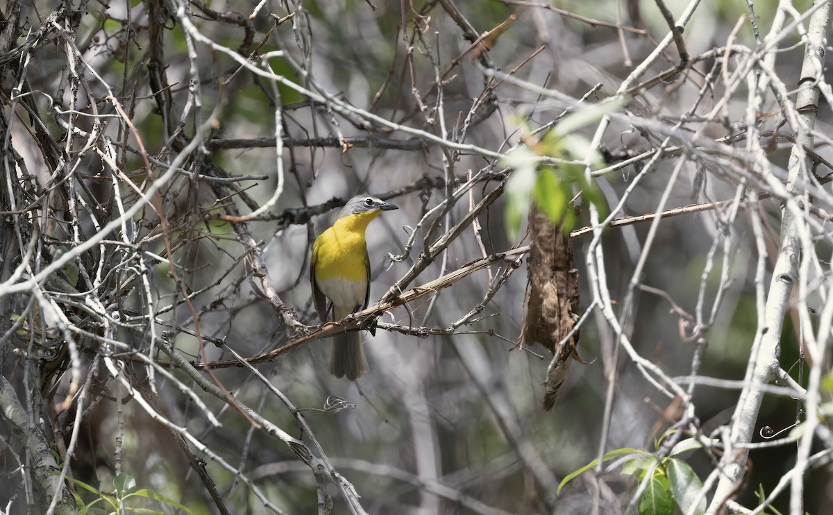Yellow-breasted Chat - ML619265849