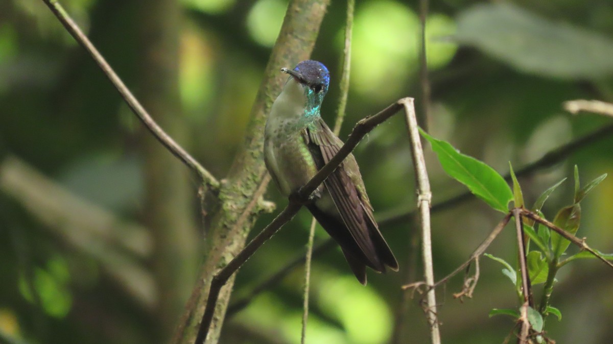 Azure-crowned Hummingbird - ML619265865
