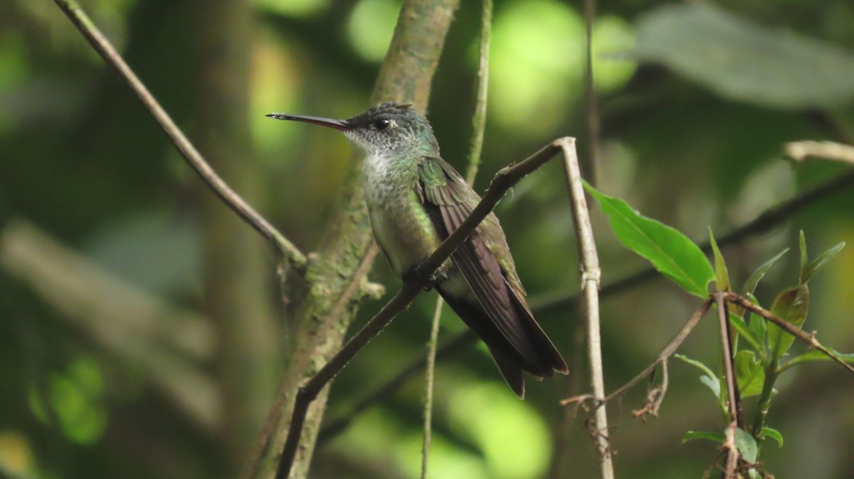 Azure-crowned Hummingbird - ML619265866