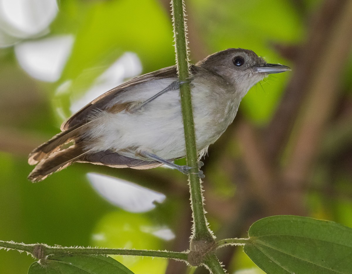 Sooty-capped Babbler - ML619265880