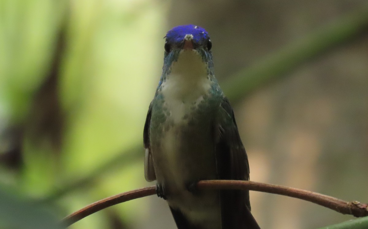 Azure-crowned Hummingbird - ML619265897