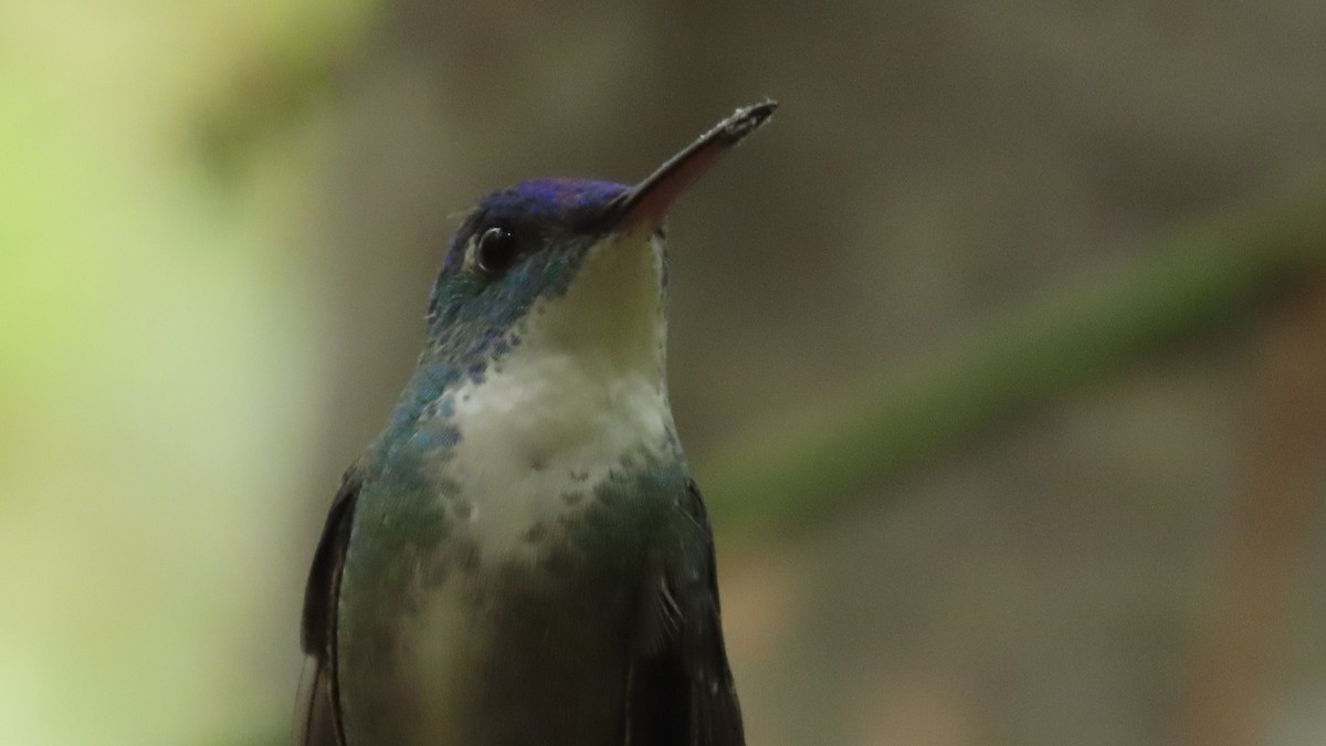 Azure-crowned Hummingbird - ML619265898