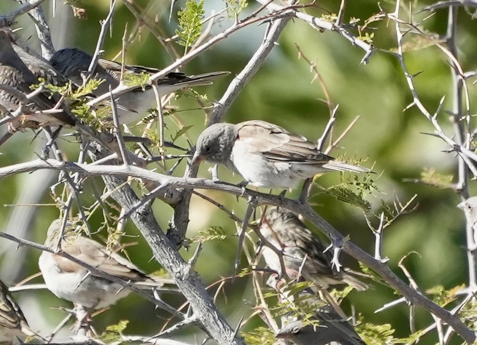 Southern Gray-headed Sparrow - ML619265901