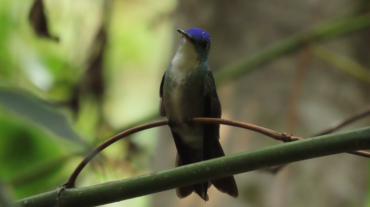 Azure-crowned Hummingbird - ML619265902