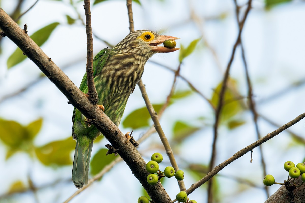 Lineated Barbet - ML619265918