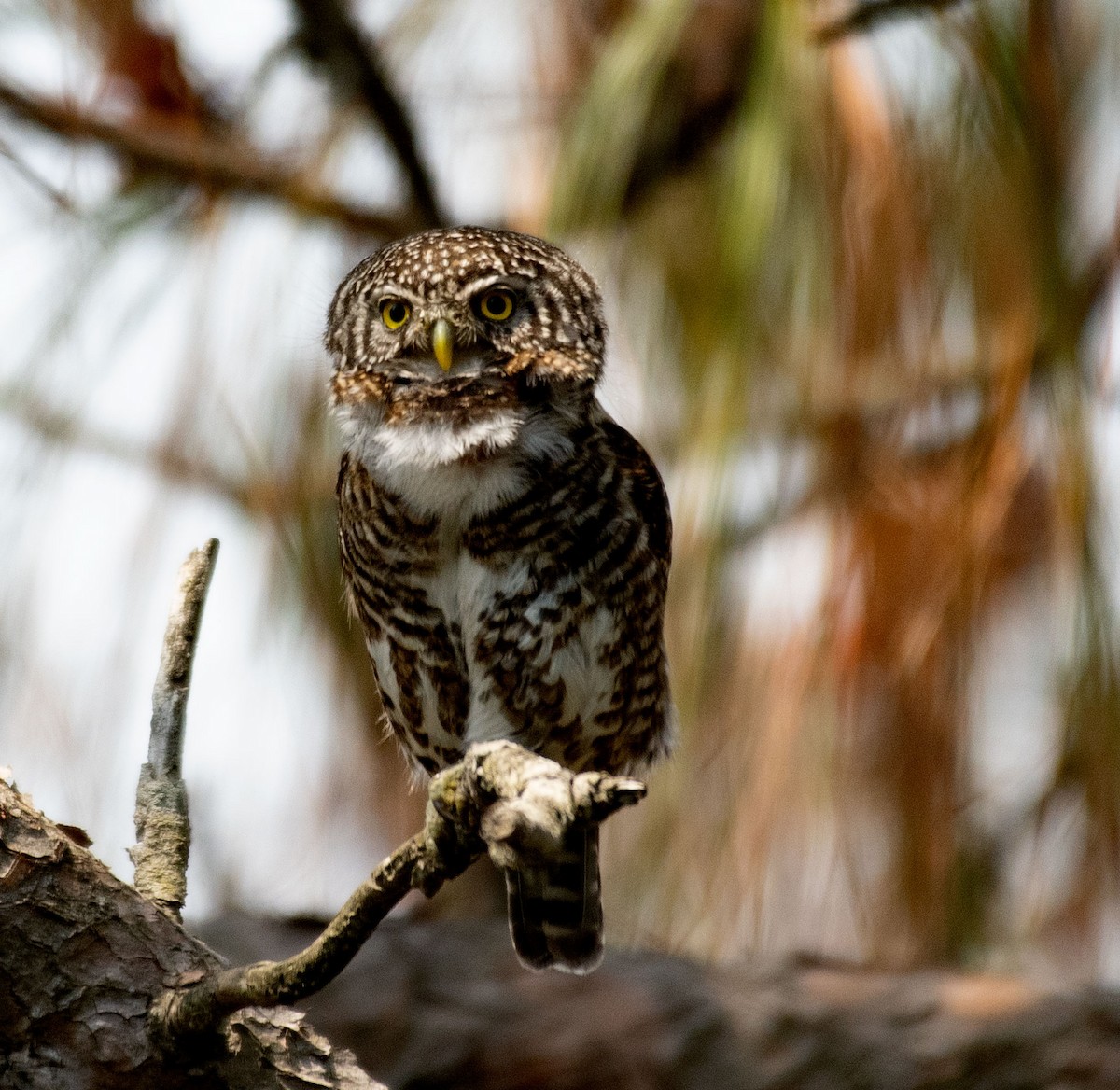 Collared Owlet - ML619265988
