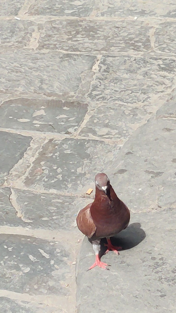 Rock Pigeon (Feral Pigeon) - ML619266111