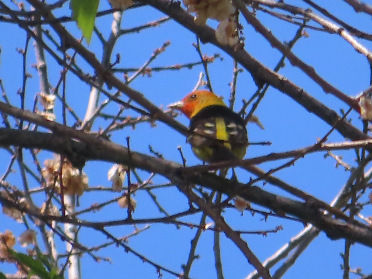 Western Tanager - ML619266225