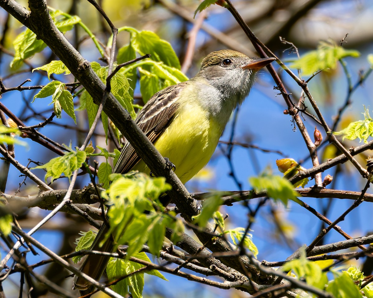 Great Crested Flycatcher - ML619266237