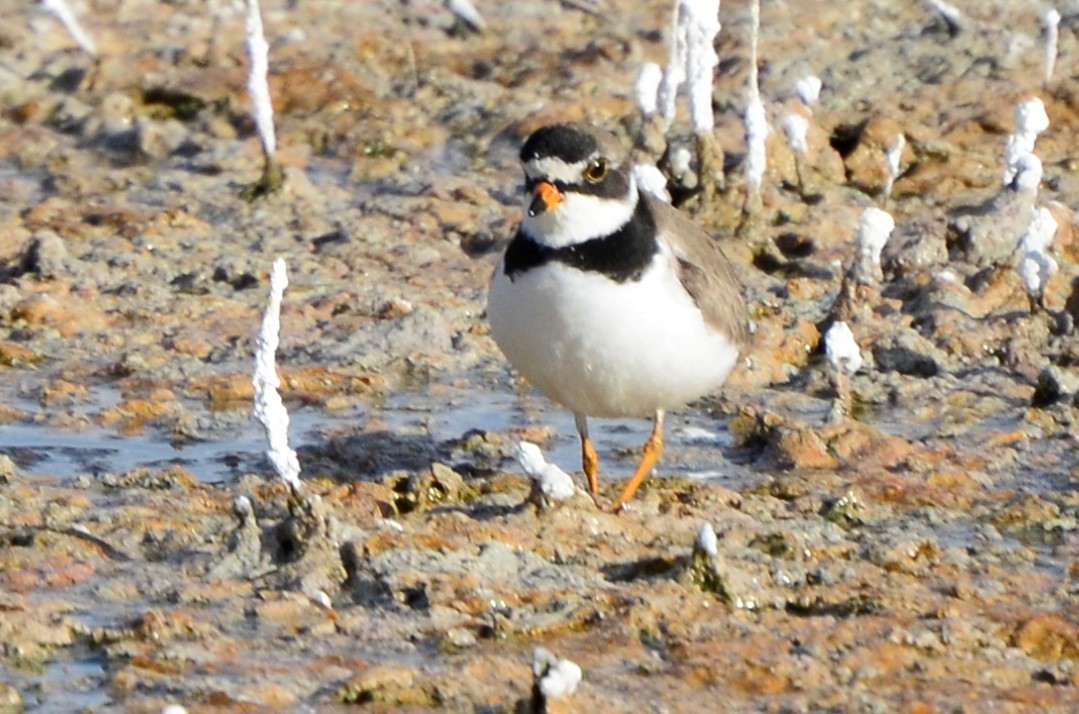 Semipalmated Plover - ML619266286
