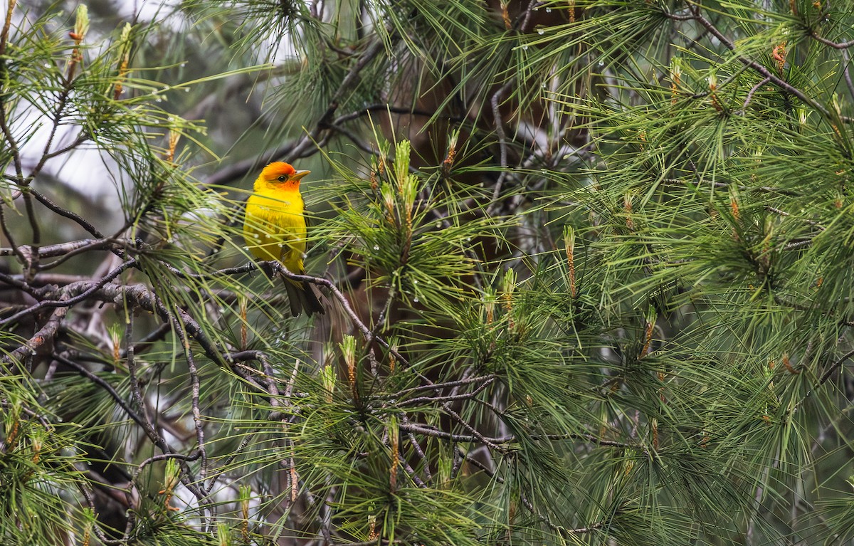 Western Tanager - ML619266326