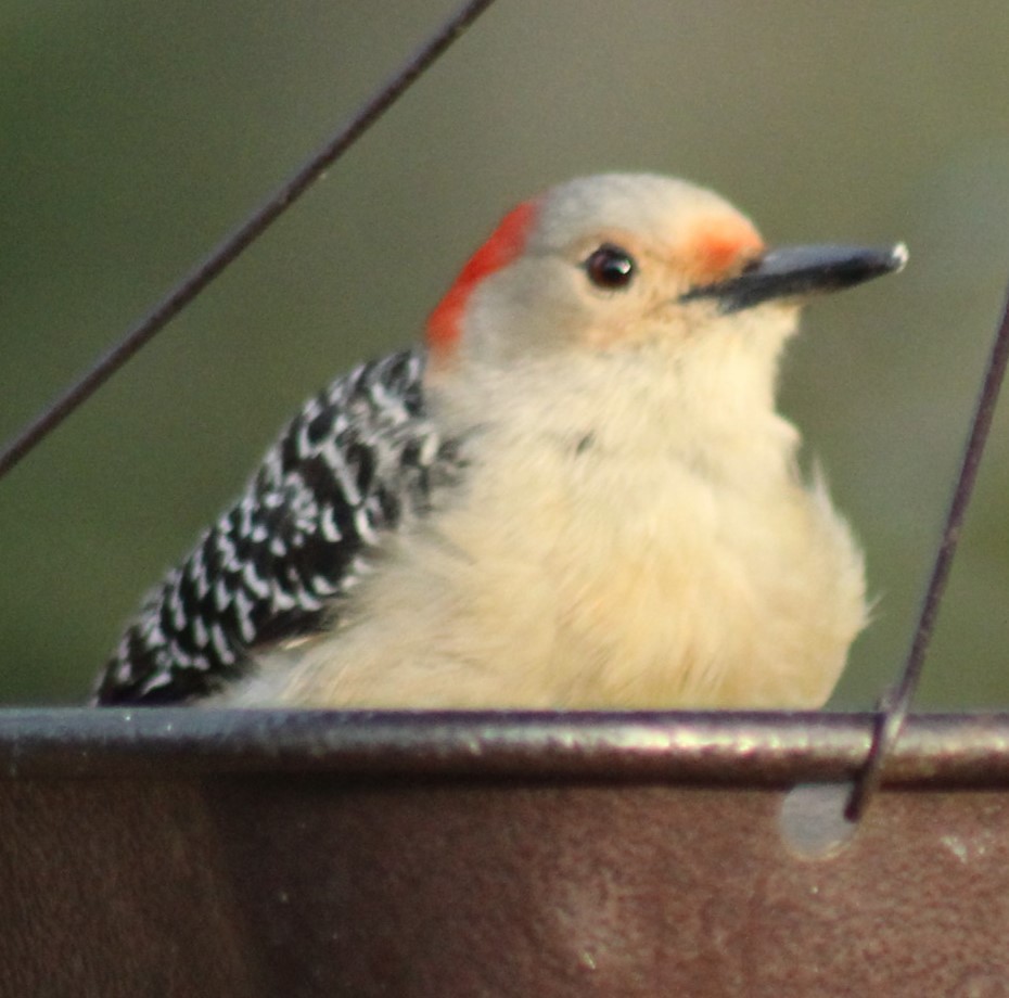 Red-bellied Woodpecker - ML619266374