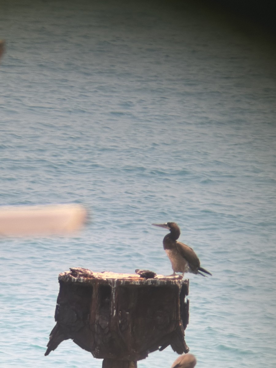 Brown Booby - ML619266405