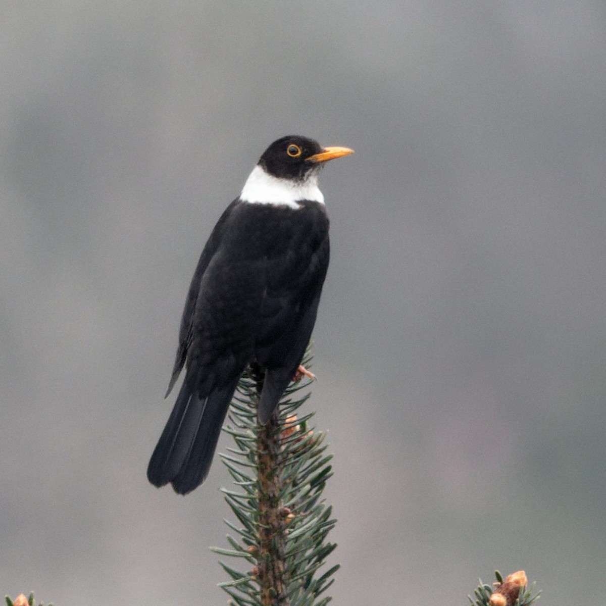 White-collared Blackbird - ML619266416
