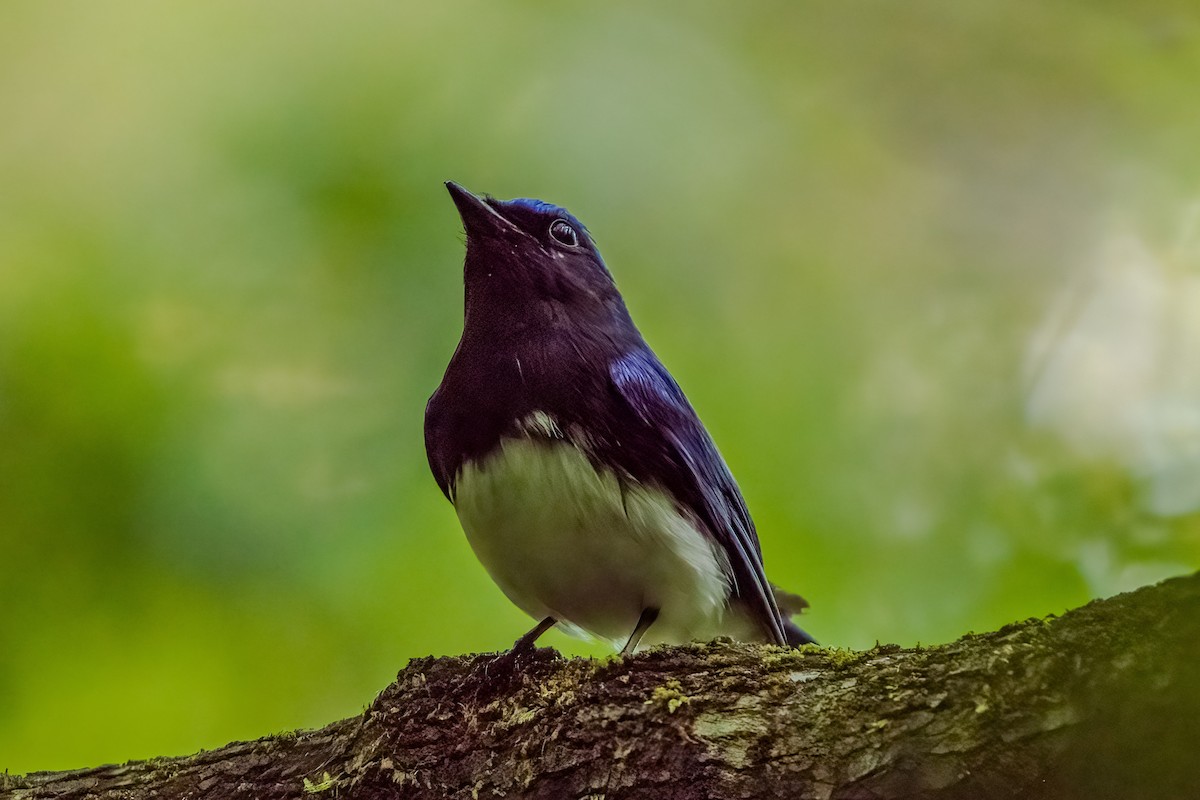 Blue-and-white Flycatcher - ML619266419