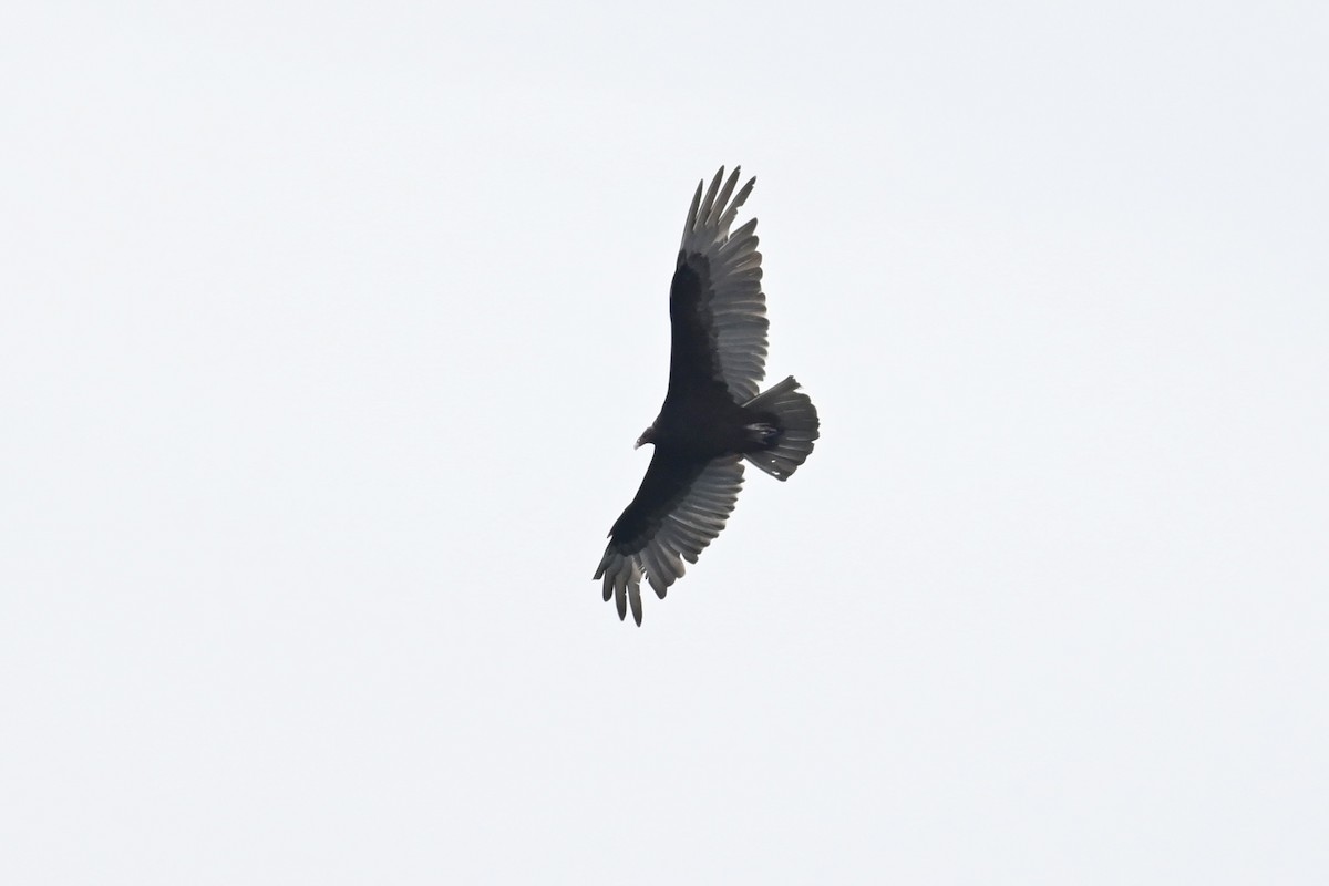 Turkey Vulture - ML619266450