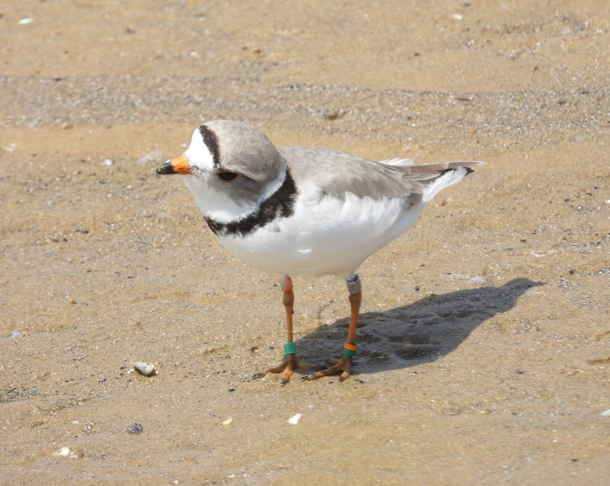 Piping Plover - ML619266465