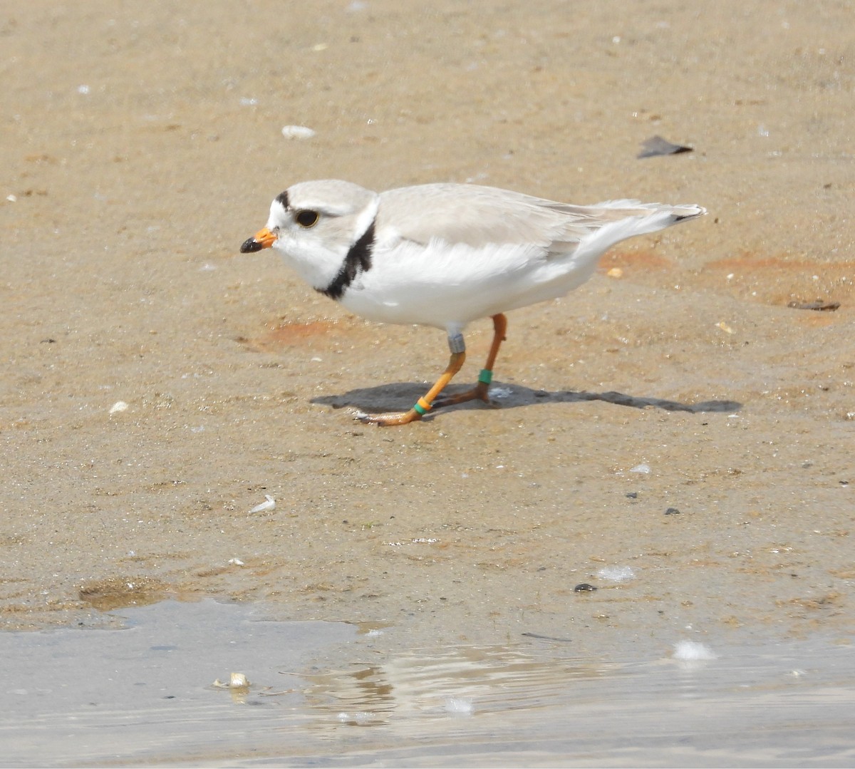 Piping Plover - ML619266471