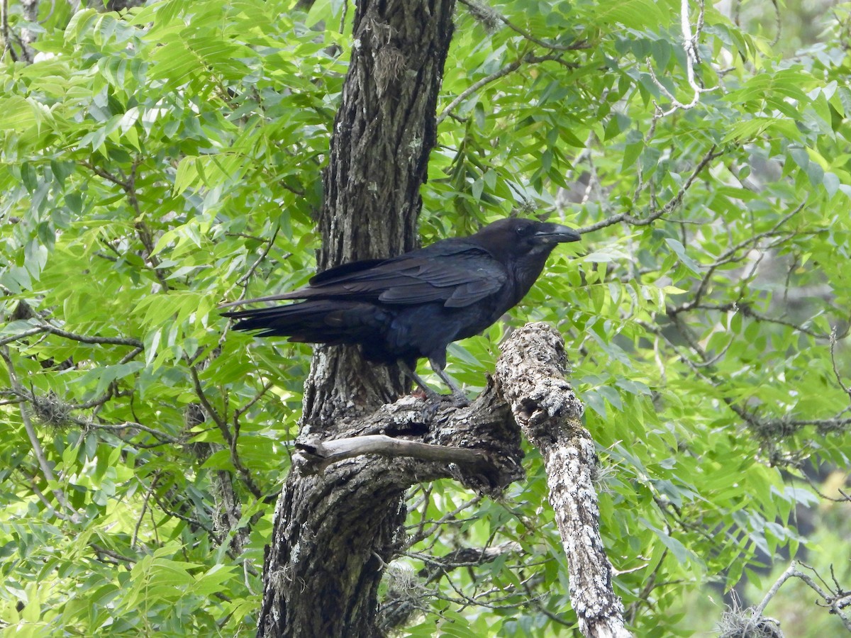 Common Raven - ML619266502