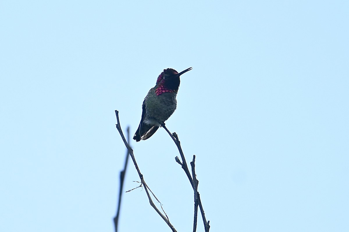 Anna's Hummingbird - ML619266503
