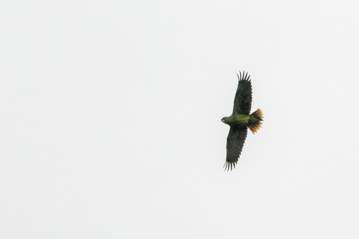 Scaly-naped Parrot - ML619266527