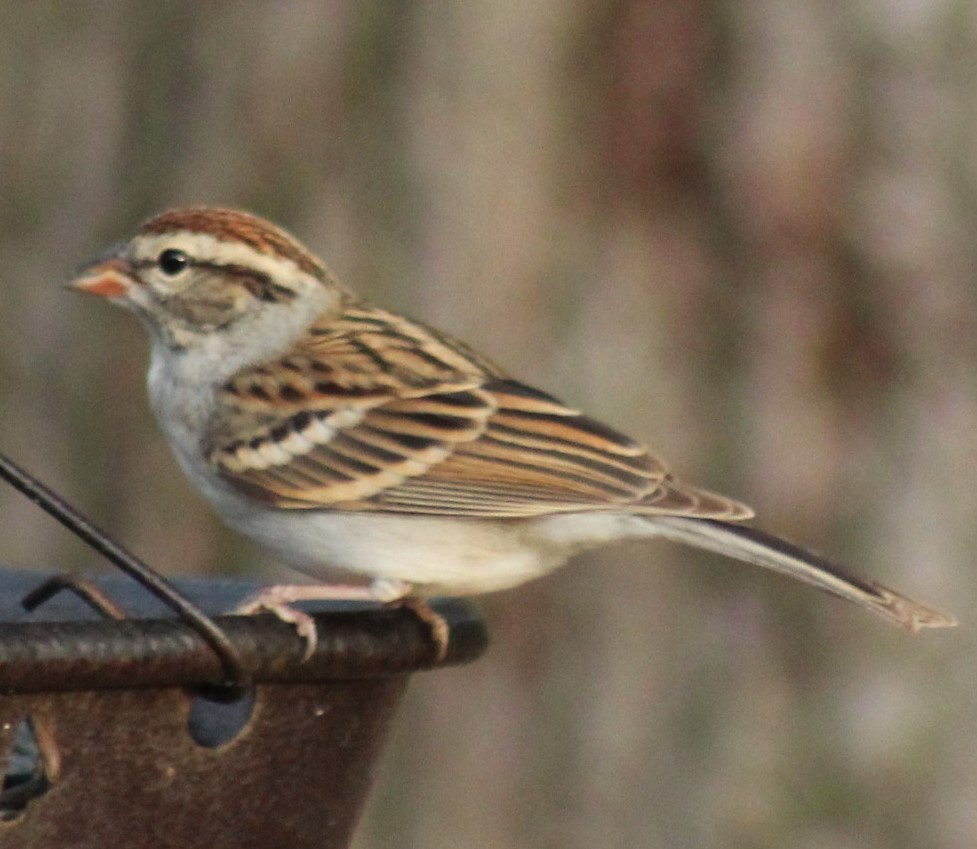 Chipping Sparrow - ML619266530