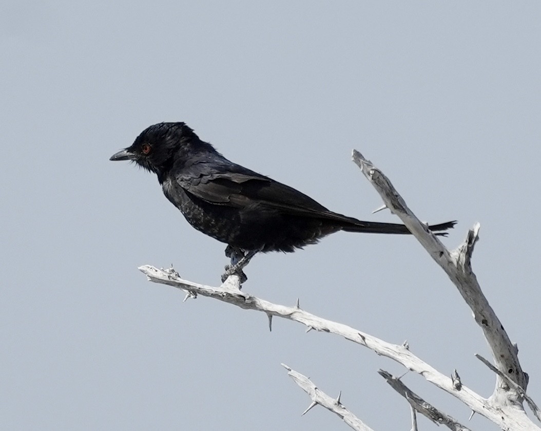 Fork-tailed Drongo - ML619266570