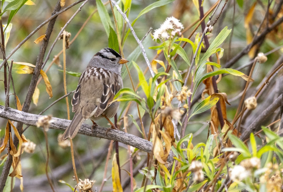 White-crowned Sparrow (Gambel's) - ML619266571