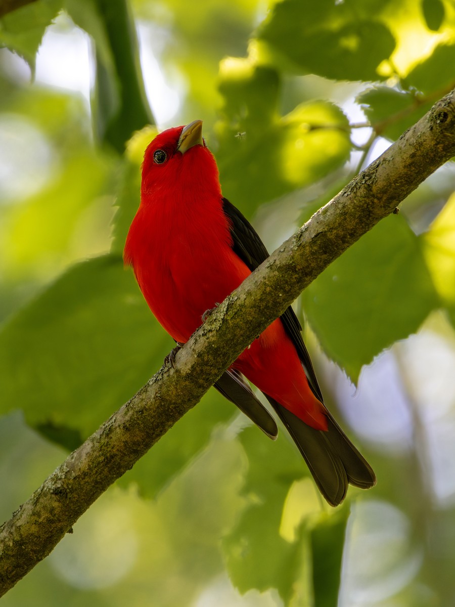 Scarlet Tanager - ML619266580