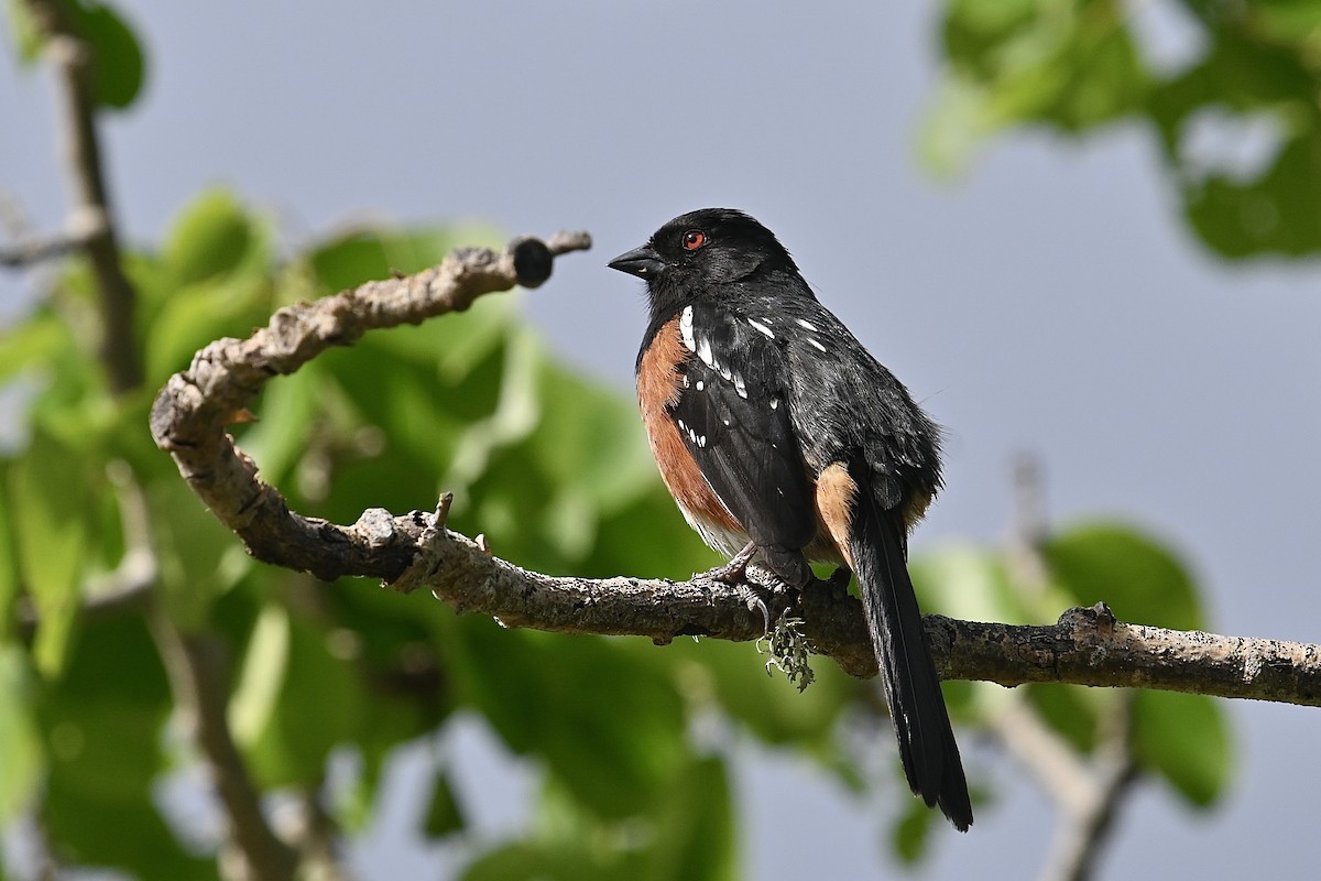 Spotted Towhee - ML619266603