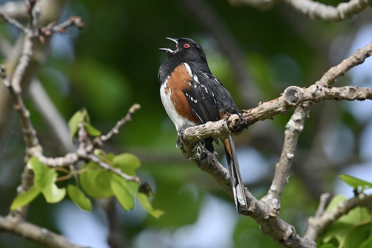 Spotted Towhee - ML619266612