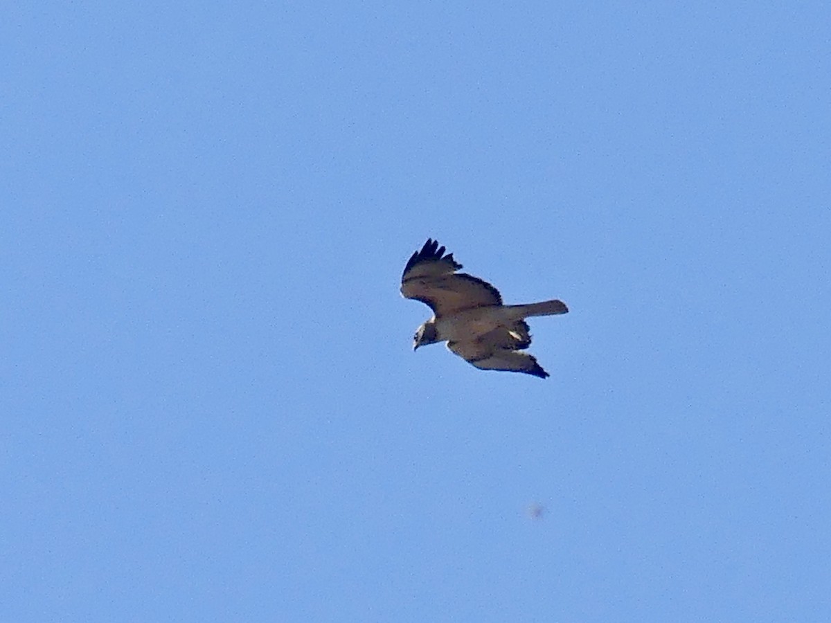 Red-tailed Hawk - ML619266628