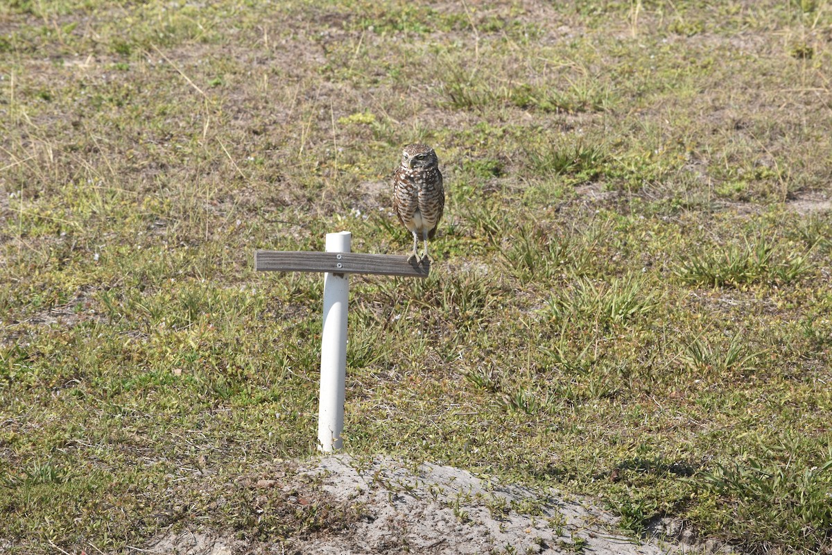 Burrowing Owl - ML619266633