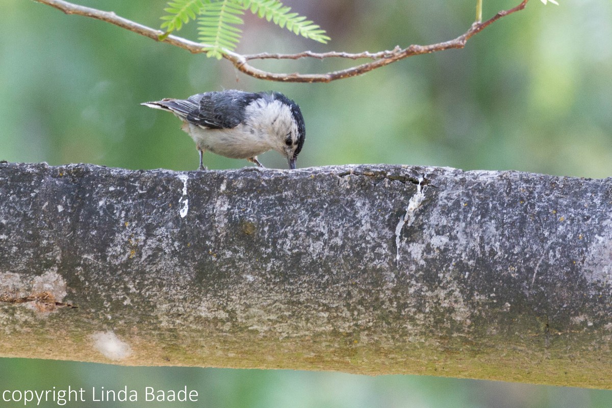 White-breasted Nuthatch - ML619266637