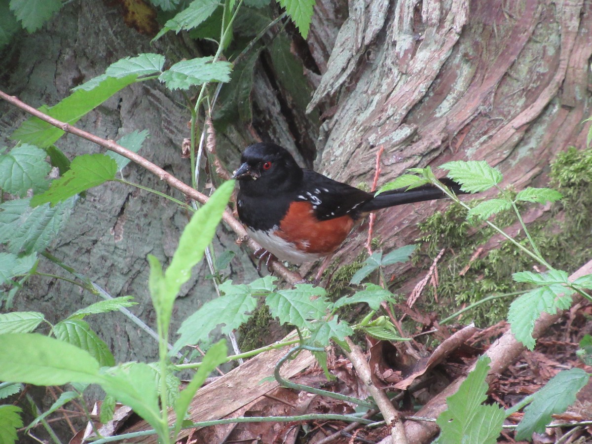 Spotted Towhee - ML619266667