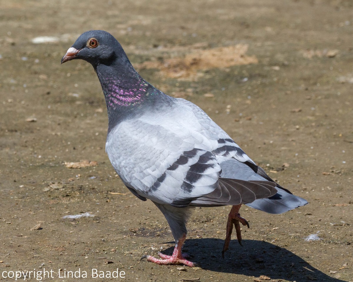 Rock Pigeon (Feral Pigeon) - ML619266694