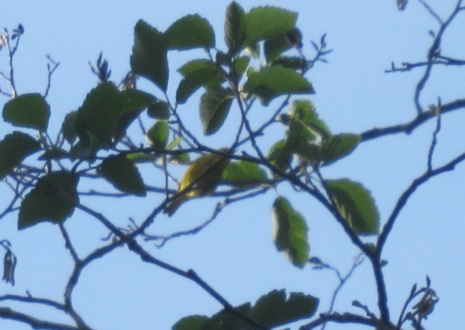 Yellow Warbler - ML619266716