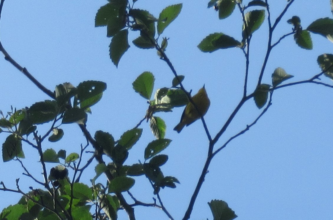 Yellow Warbler - ML619266717
