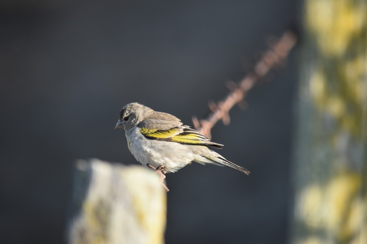 Lawrence's Goldfinch - ML619266730