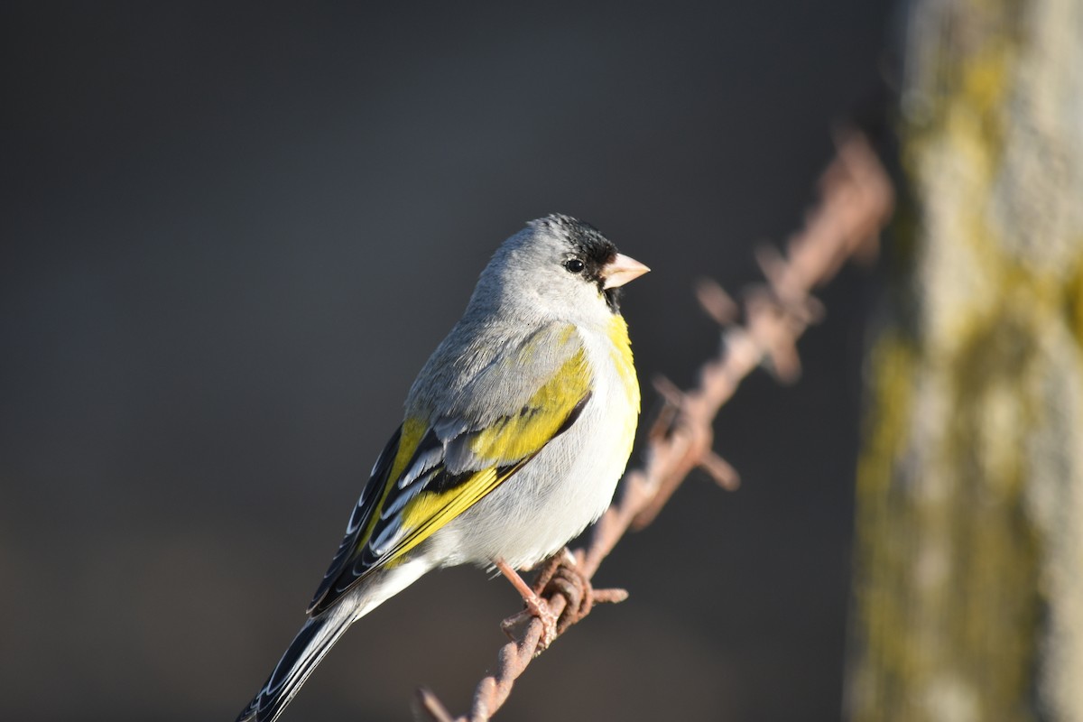 Lawrence's Goldfinch - ML619266731