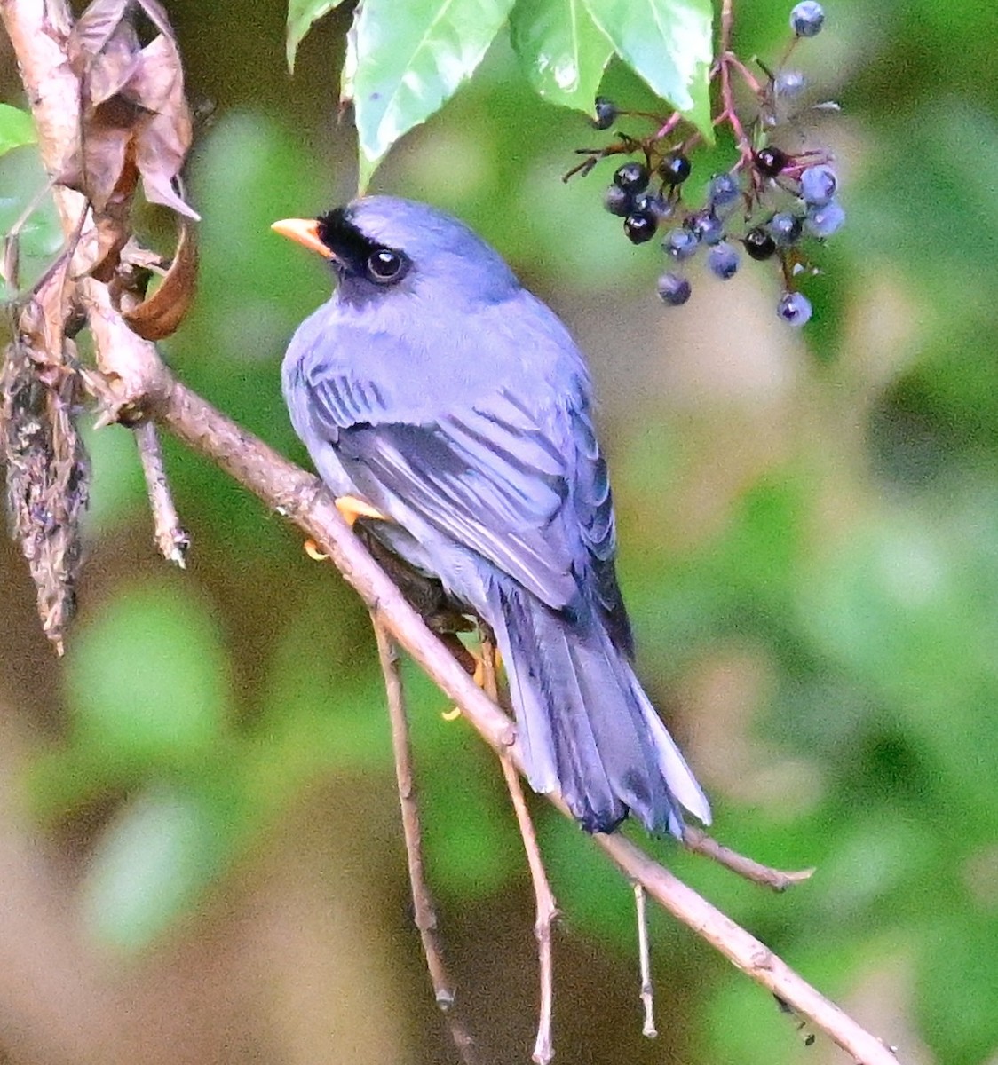 Black-faced Solitaire - ML619266766