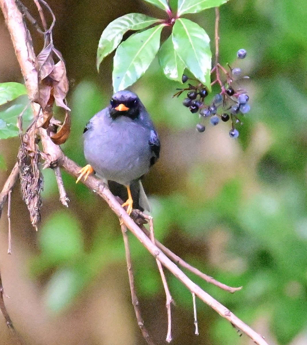 Black-faced Solitaire - ML619266767
