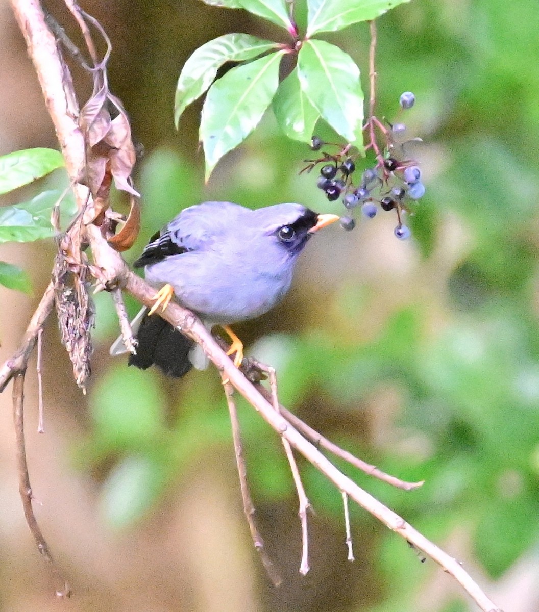 Black-faced Solitaire - ML619266768