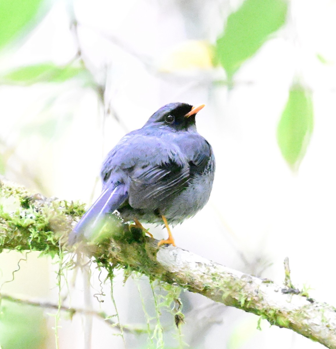 Black-faced Solitaire - ML619266769