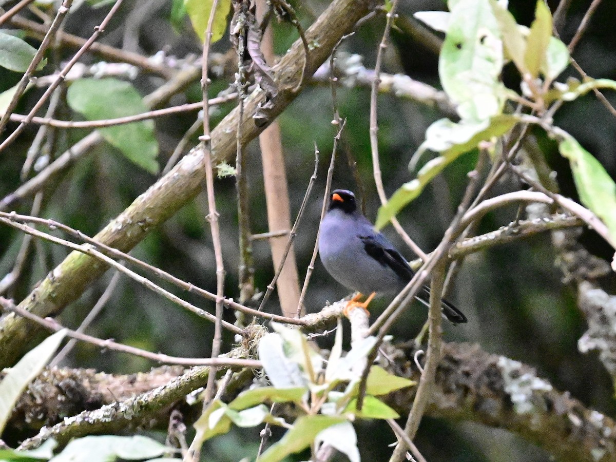 Black-faced Solitaire - ML619266775