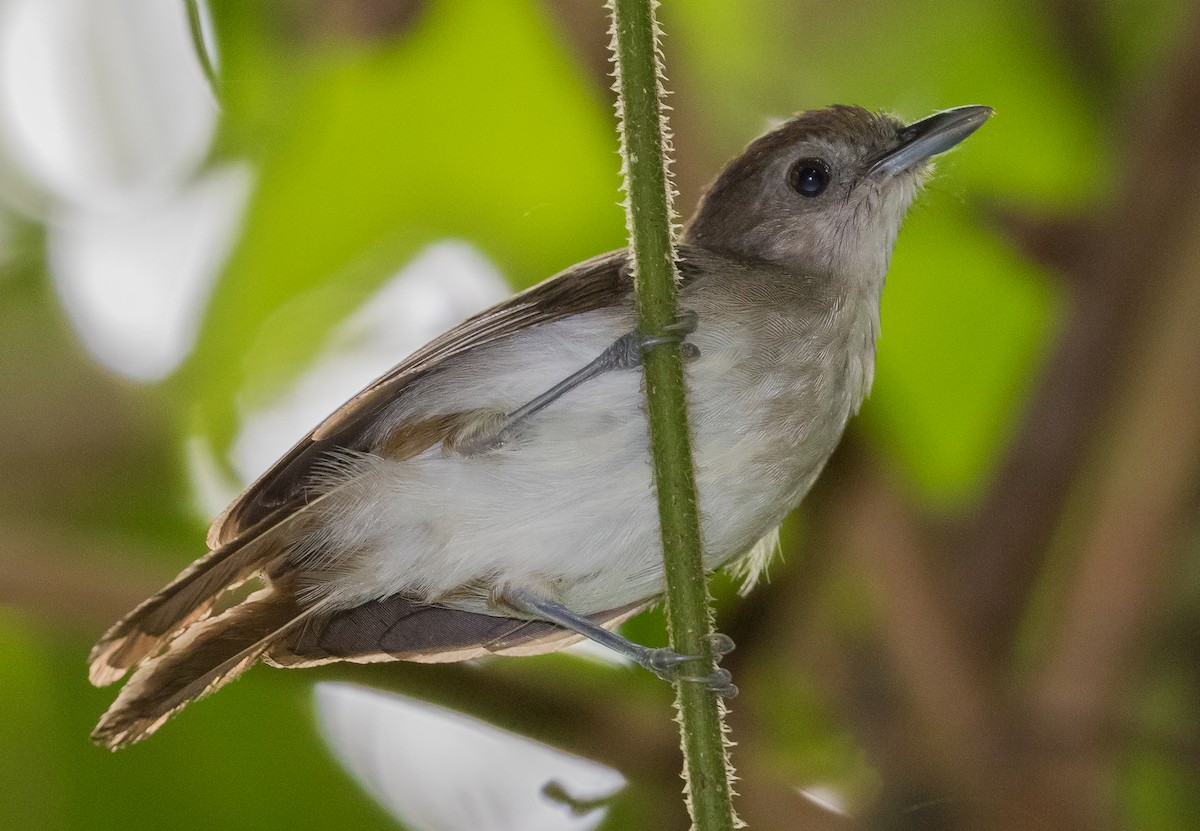 Sooty-capped Babbler - ML619266812